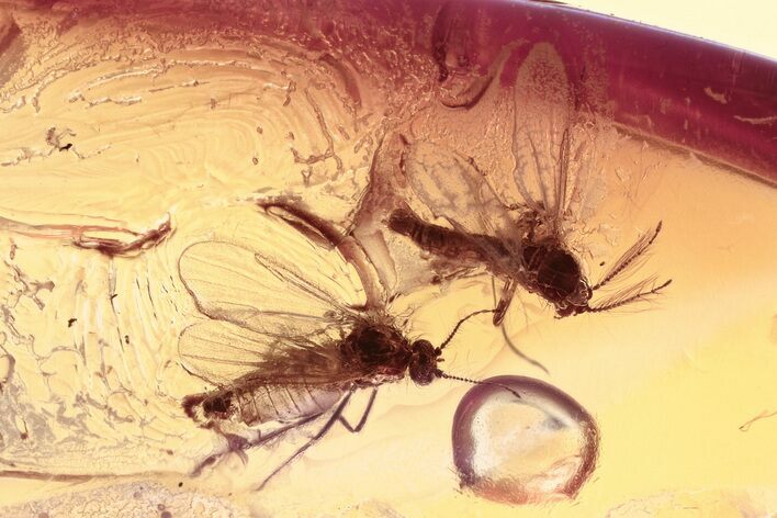 Two Fossil Biting Midges (Ceratopogonidae) in Baltic Amber #381567